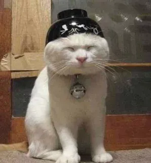 😑 gatto, animale, animale domestico, gatto bianco, divertente, cappello whatsapp sticker
