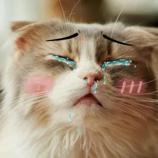 😭 gatto, piangere, lacrime, triste, animale domestico, animale, kawaii whatsapp sticker