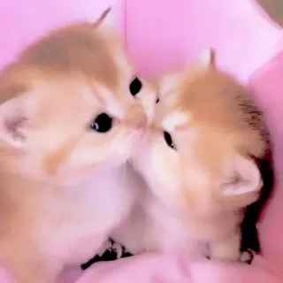 🥺 mèo con, mèo, dễ thương, động vật, thú cưng telegram sticker