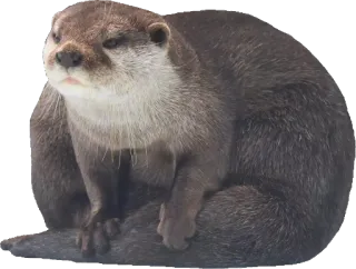 😠 wydra, zwierzę, ssak, słodki, dzika przyroda telegram sticker
