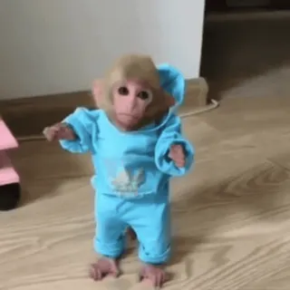🐵 monkey, animal, cute, clothing, pet whatsapp sticker