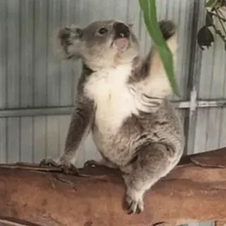 🐨 koala, animal, wildlife, marsupial, cute, australia telegram sticker