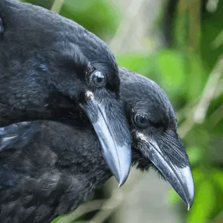 ⚫️ burung, gagak, hitam, hewan, close up telegram sticker