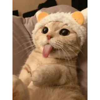 🗿 แมว, สัตว์, สัตว์เลี้ยง, ลูกแมว, ลิ้น, ตลก, น่ารัก, สติกเกอร์ telegram sticker