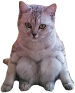 😑 cat, animal, pet, mammal telegram sticker