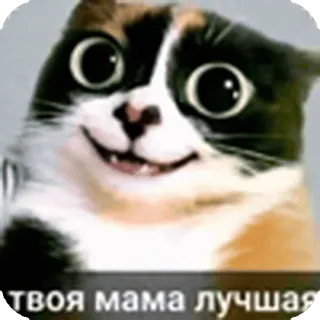 🐱