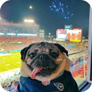 🐶 NFL telegram sticker