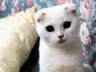 🐈 кот, белый кот, котенок, милый, животное telegram sticker