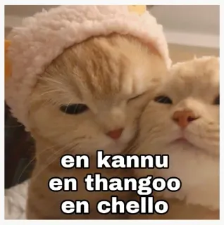 🤗 en kannu
en thangoo
en chello gatos, fofo, animais, meme, carinho, animal de estimação telegram sticker