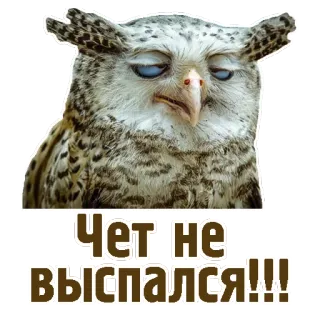😑 Чет не выспался!!! gufo, assonnato, stanco, animale, uccello, divertente, carino, umorismo telegram sticker