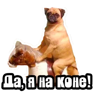😛 Да, я на коне! hond, dier, huisdier, paard, plezier, mopshond telegram sticker