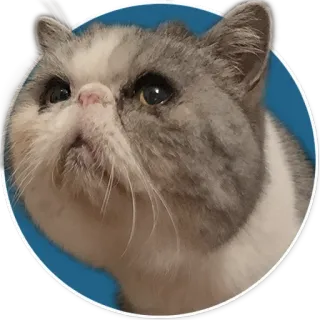😢 gato, animal, animal de estimação, adesivo, fofo telegram sticker