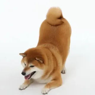 🏷 chó, Shiba Inu, động vật, thú cưng, dễ thương, vui vẻ telegram sticker