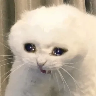 🥺 แมว, เศร้า, ร้องไห้, แมวขาว, สัตว์, สัตว์เลี้ยง whatsapp sticker