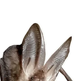 🦊 bat, animal, wildlife, mammal, flying, night telegram sticker