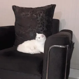 ✨ 猫, 白猫, 宠物, 动物, 家畜, 沙发, 枕头 whatsapp sticker