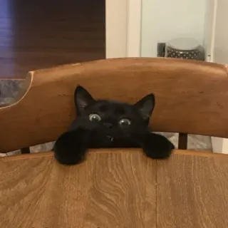 🍑 cat, black cat, animal, pet, funny, cute, chair, looking telegram sticker