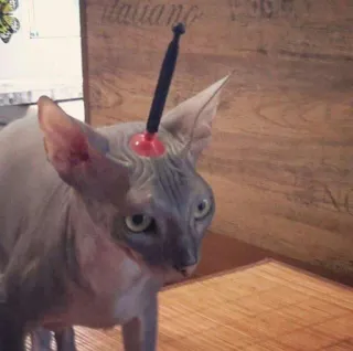 😶 cat, hairless cat, sphynx cat, animal, pet telegram sticker