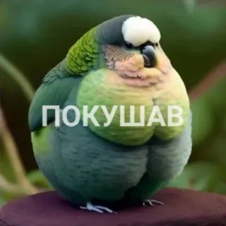🍩 ПОКУШАВ นก, นกแก้ว, สีเขียว, น่ารัก, สัตว์ telegram sticker