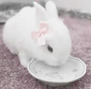 🌟 bunny, rabbit, cute, animal, pet, drinking, white whatsapp sticker