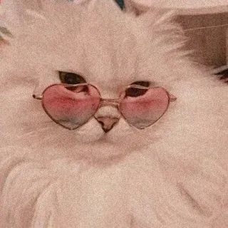 🐱 кот, солнцезащитные очки, очки в форме сердца, животное, милый, питомец, пушистый telegram sticker