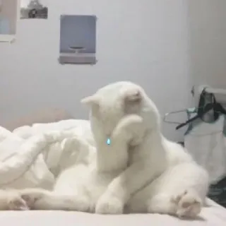 😢 猫, 動物, 白猫, ペット, 飼い猫 telegram sticker