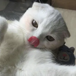 😋 고양이, 흰 고양이, 애완 동물, 동물, 귀여운, 반려 동물 telegram sticker
