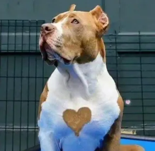 ❤️ pitbull, hond, dier, huisdier, hart, schattig telegram sticker