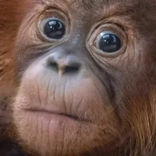 😳 orangutan telegram sticker