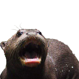 😮 Выдра, Животное, Дикая природа, Млекопитающее, Природа, Речная выдра telegram sticker