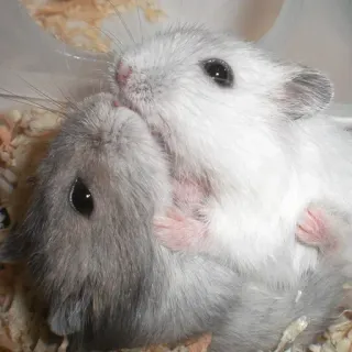 😘 hamster, rongeur, animal de compagnie, animal, mignon, petit animal, hamster nain telegram sticker