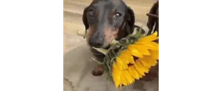 💐 anjing, dachshund, bunga matahari, imut, hewan whatsapp sticker