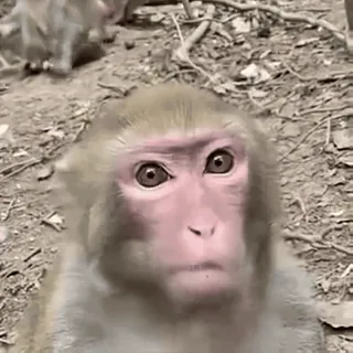 😠 macaco, animal, vida selvagem, mamífero, primata, natureza whatsapp sticker