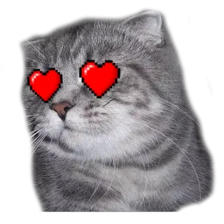 surprised cat telegram stickers