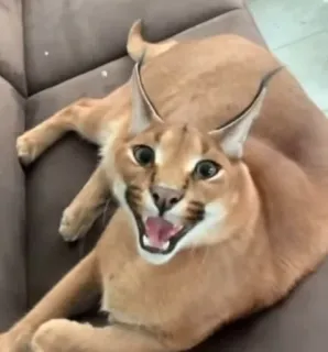 🤯 cat, caracal, floppa, meme, animal, funny telegram sticker