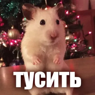 🌟 ТУСИТЬ hamster, cute, animal, pet, party, russian, text telegram sticker