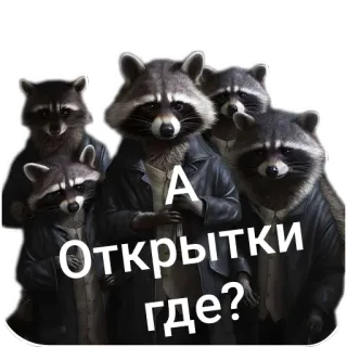 🤨 А Открытки где? แรคคูน, สัตว์, ข้อความ, รัสเซีย, ตลก, คำถาม whatsapp sticker