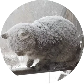 ❄️ gatto, neve, inverno, animale, freddo, animale domestico, felino whatsapp sticker
