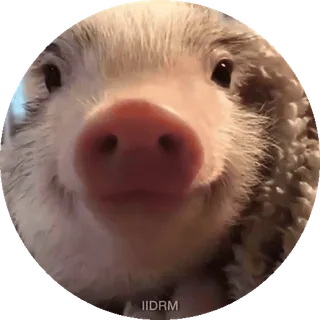 😊 IIDRM animale, riccio, carino, primo piano telegram sticker