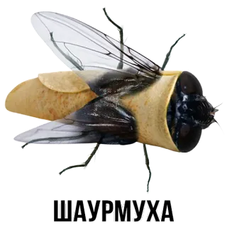 @shblok telegram stickers