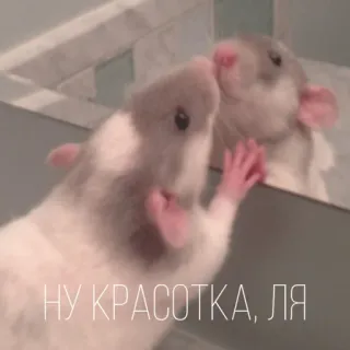 😘 НУ КРАСОТКА, ЛЯ rat, miroir, beauté, reflet, animal telegram sticker