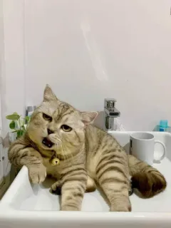 🎃 gato, pia, felino, animal, animal de estimação, gato doméstico whatsapp sticker