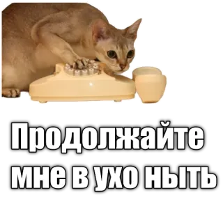 🤙 ПРОДОЛЖАЙТЕ МНЕ В УХО НЫТЬ cat, telephone, funny, russian, meme telegram sticker