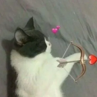 🩹 Katze, Herz, Pfeil, Valentinstag, Liebe, süß whatsapp sticker
