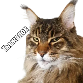 😶 Ты жалок кот, мем, животное, питомец telegram sticker
