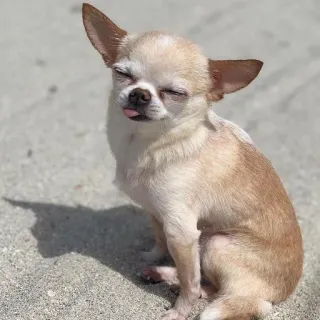 🐶 dog, chihuahua, cute, animal, sand telegram sticker