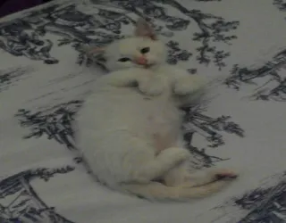 😺 chat, chaton, mignon, blanc, animal de compagnie, animal telegram sticker