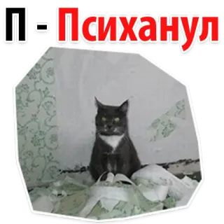 🤵 П-Психанул 猫, 表情包, 幽默, 生气, 俄语, 宠物, 家畜 whatsapp sticker