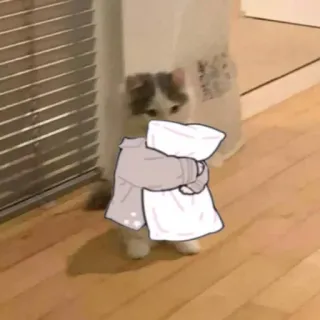 🍋 gatto, animale, gattino, carino, animale domestico, cuscino whatsapp sticker