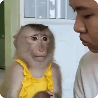 🪷 mono, animal, primate, ropa, amarillo, lindo whatsapp sticker